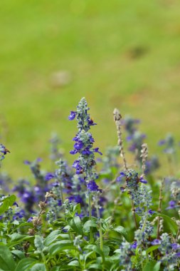 Güzel bahar çiçekleri