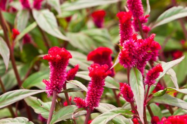 Güzel bahar çiçekleri