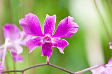 güzel mor orkide