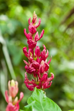 Güzel bahar çiçekleri