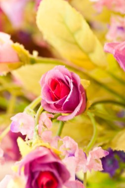 Güzel bahar çiçekleri