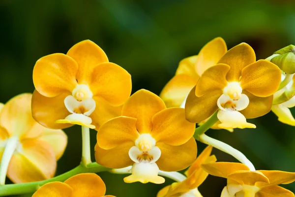 Hermosa orquídea púrpura —  Fotos de Stock