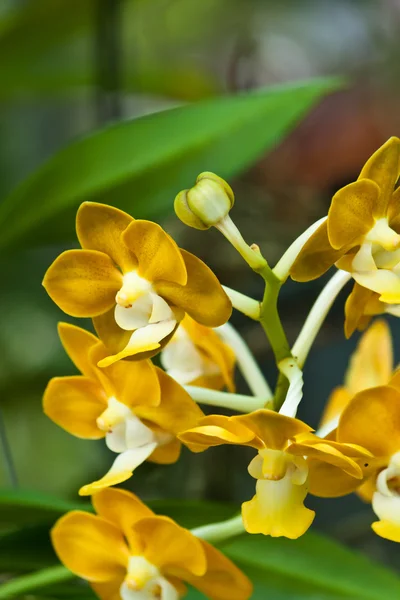 Beautiful purple orchid — Stock Photo, Image