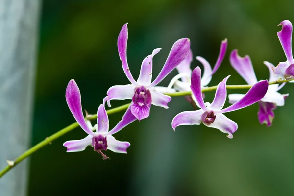 Bella orchidea viola — Foto Stock