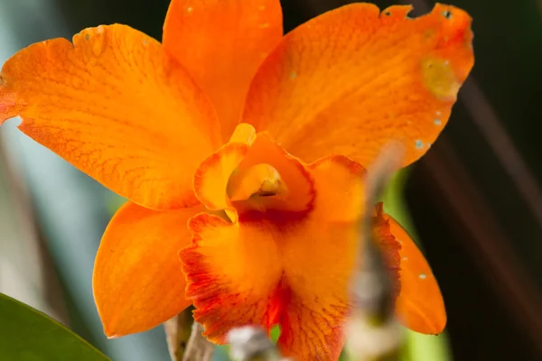 Orquídea roxa bonita — Fotografia de Stock