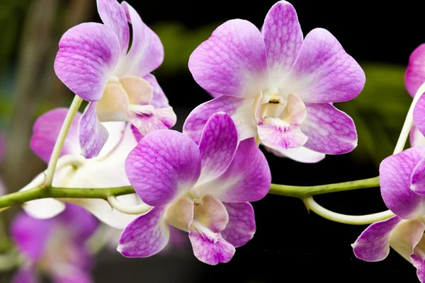 Beautiful purple orchid — Stock Photo, Image