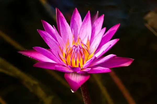 Lotus på floden — Stockfoto