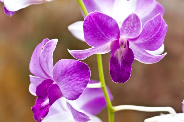 Beautiful purple orchid — Stock Photo, Image