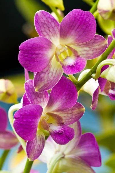 Beautiful purple orchid — Stock Photo, Image