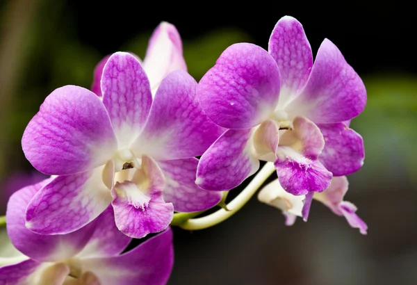 Mooie paarse orchid — Stockfoto