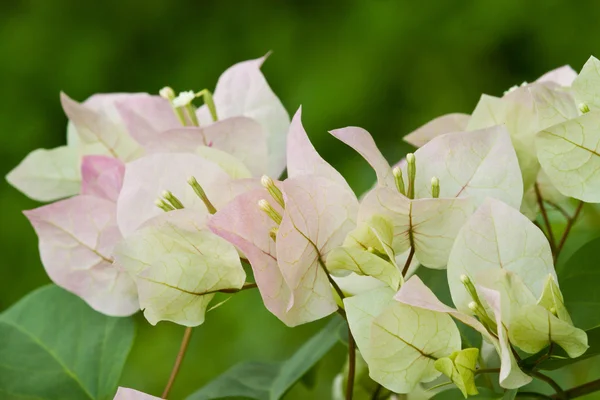 A bunch of bougainvillea — Stock Photo, Image