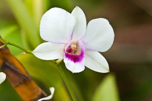 Orquídea roxa bonita — Fotografia de Stock