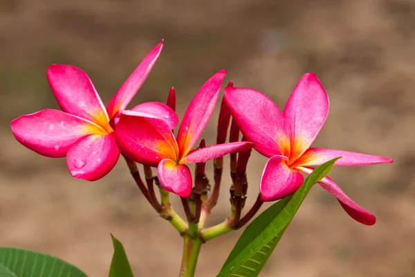 Keře, květiny plumeria — Stock fotografie