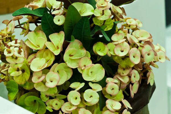 Euphorbia milli — Foto Stock