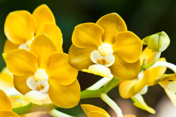 Bella orchidea viola — Foto Stock