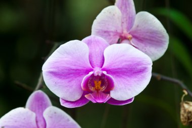 güzel mor orkide