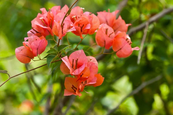 A bunch of bougainvillea — Stock Photo, Image