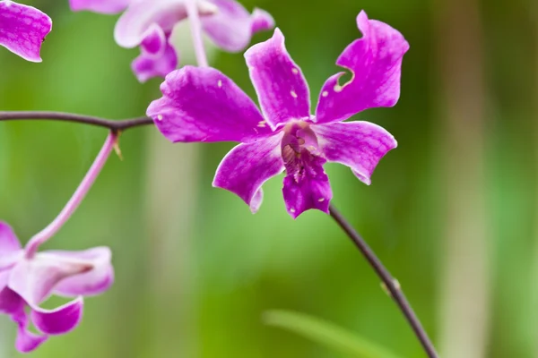 Hermosa orquídea púrpura —  Fotos de Stock