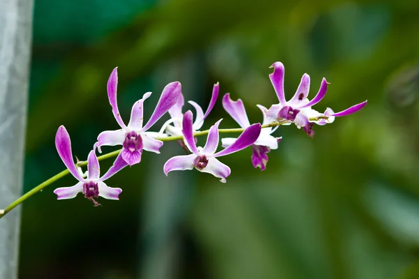 Красивая пурпурная орхидея — стоковое фото