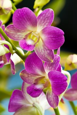 güzel mor orkide