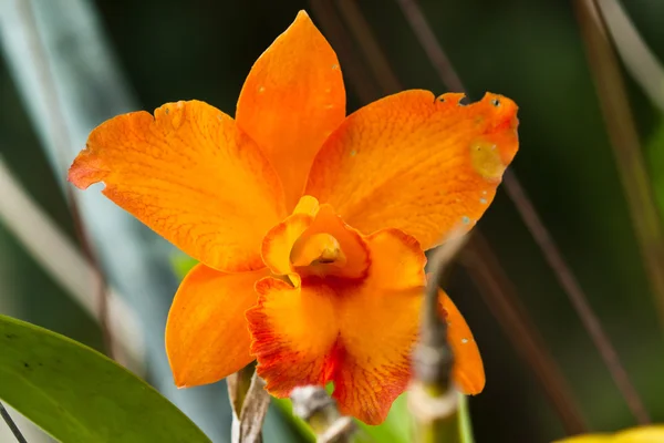 Schöne lila Orchidee — Stockfoto