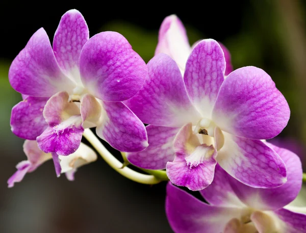 Schöne lila Orchidee — Stockfoto