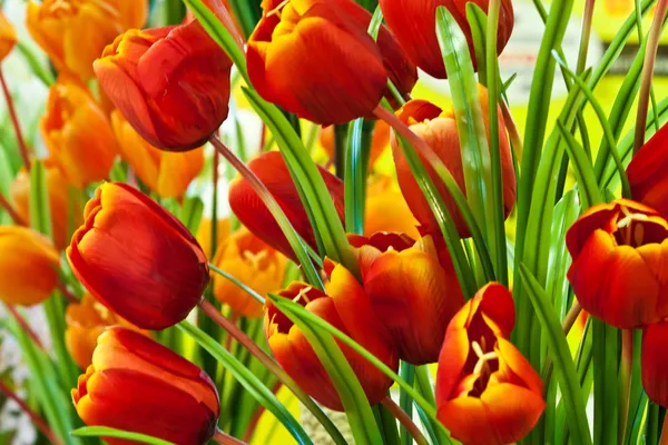 Flori frumoase de primăvară — Fotografie, imagine de stoc