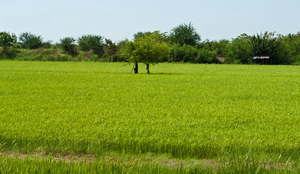 Planta de arroz — Fotografia de Stock