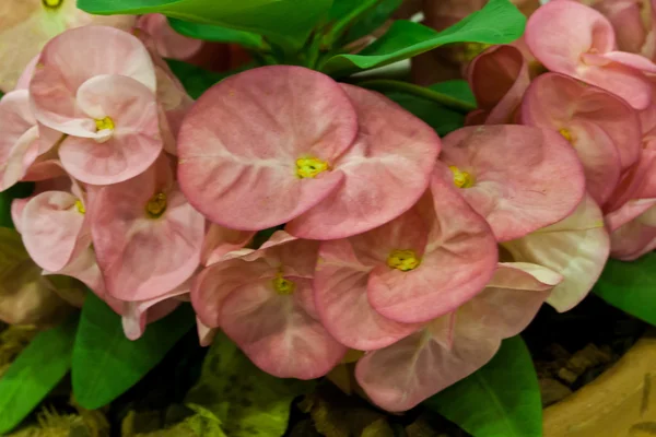 Euphorbia milli — Stock fotografie