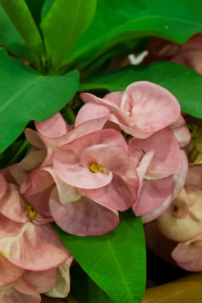 Euphorbia milli — Zdjęcie stockowe
