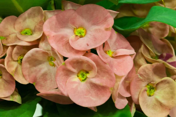 Euphorbia milli — Stock Photo, Image