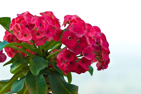 Euphorbia milli — Stock Photo, Image