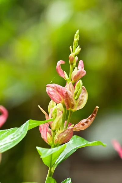 Beautiful spring flowers — Stock Photo, Image