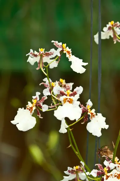 Krásné fialové orchideje — Stock fotografie