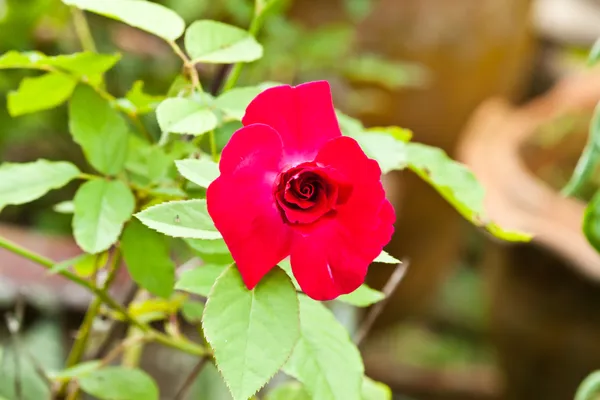 Beautiful spring flowers — Stock Photo, Image