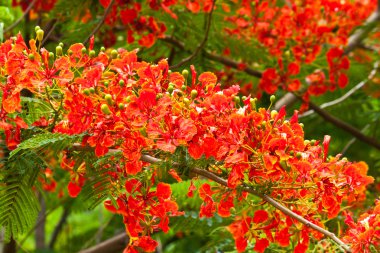 güzel ve değişik renkli çiçekler