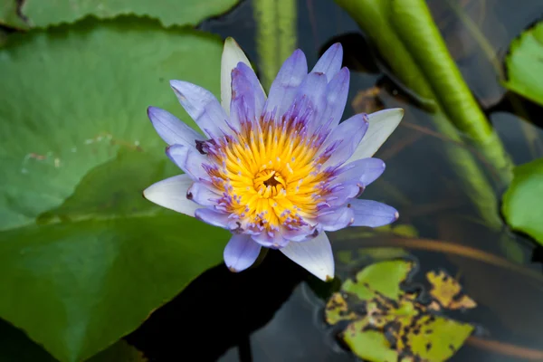 Lotus na řece — Stock fotografie