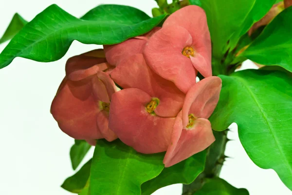 Euphorbia milli — Zdjęcie stockowe