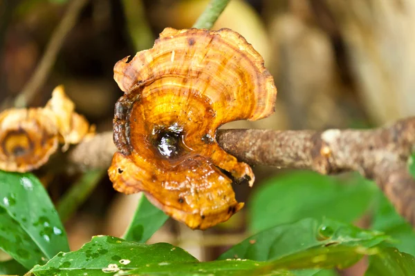 Mushroom — Stock Photo, Image