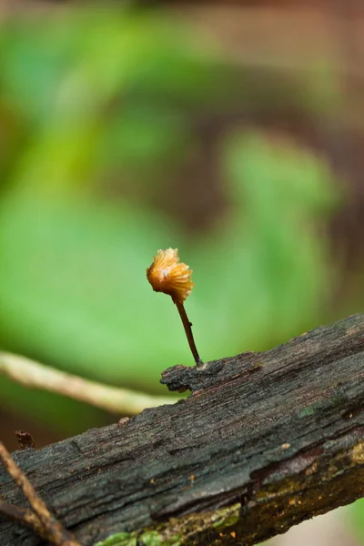 Cogumelo — Fotografia de Stock