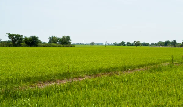 Pianta di riso — Foto Stock