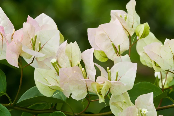 Un bouquet de bougainvilliers — Photo