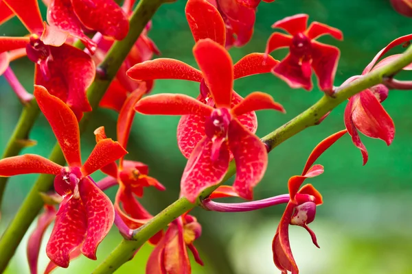 Hermosa orquídea púrpura — Foto de Stock