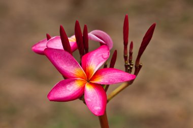 Frangipani, plumeria çiçekler