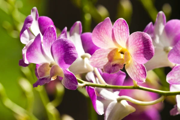 Beautiful purple orchid — Stock Photo, Image