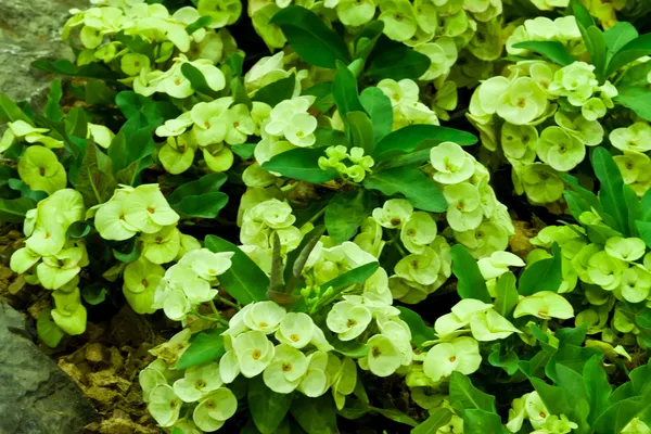 Euphorbia milli — Fotografia de Stock