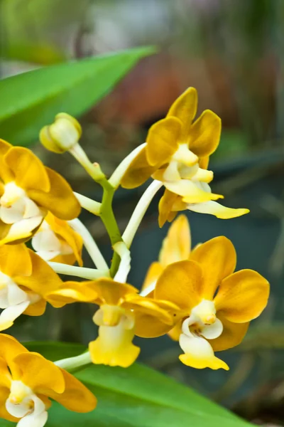 Belle orchidée pourpre — Photo