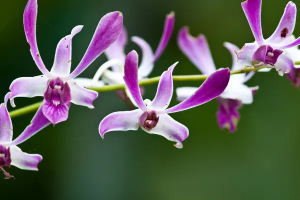 Hermosa orquídea púrpura —  Fotos de Stock