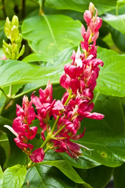 Beautiful spring flowers — Stock Photo, Image