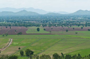 Yeşil çimenli yaz manzarası
